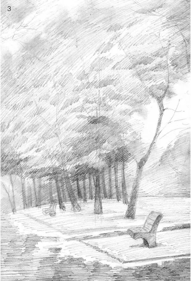 素描雨天树林图片简单版,用八开素描纸怎么画树林