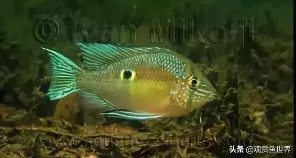 黄腹月亮宝石吃什么,没有黑点的黄腹月亮宝石