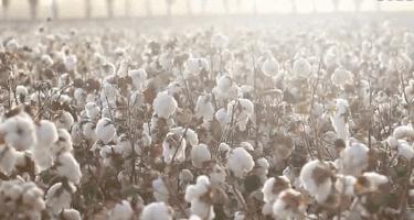 保时捷男袜子,女袜100%纯棉防臭袜子正品男士