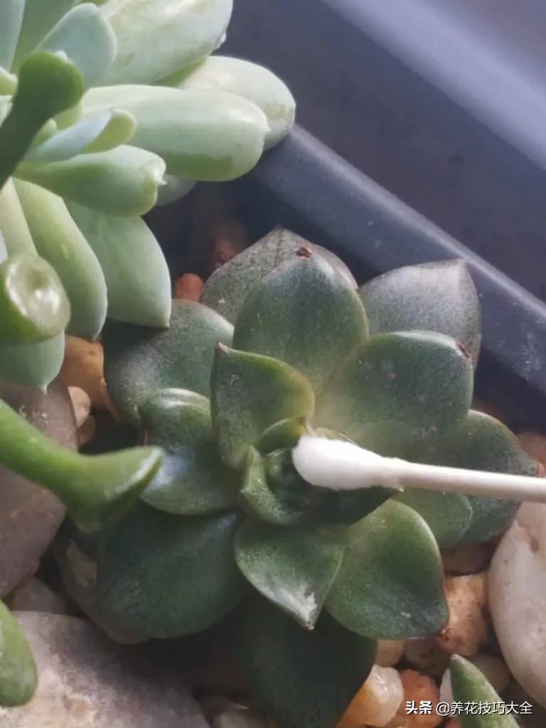蚧壳虫的养殖方法和注意事项,多肉蚧壳虫怎样彻底消灭小妙招