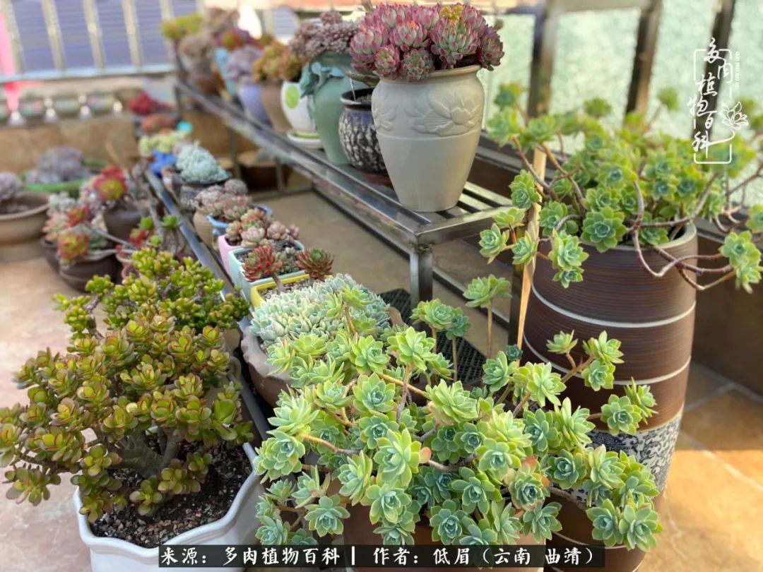 多肉植物百科如何投稿,感谢多肉植物百科的陪伴