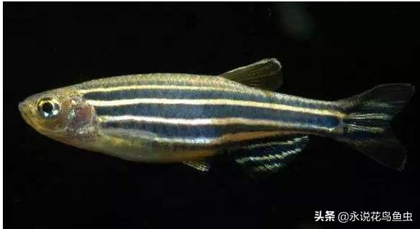 什么观赏鱼好看也好养视频,什么观赏鱼好看又皮实