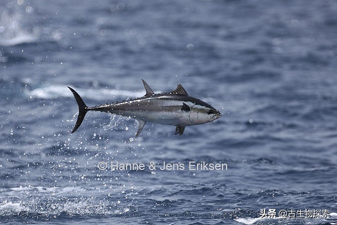 金枪鱼被吃光,金枪鱼被吃掉了
