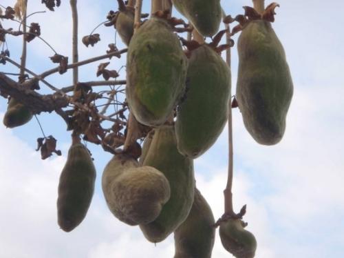 一棵树能养活3代人,果实比面包还好吃,非洲人们就靠它生活