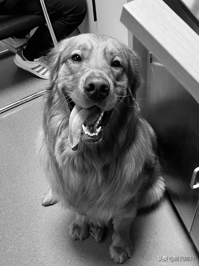 金毛被空运转为陆运,空运改陆运金毛事件