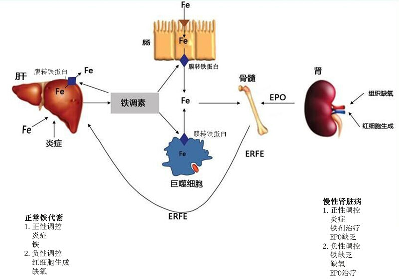 体内铁过量会导致什么,体内铁太多的危害