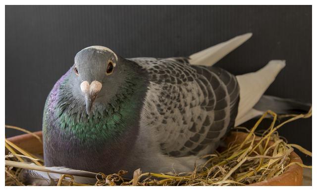 种鸽育雏期有毛滴虫怎么处理,鸽子毛滴虫会导致雏鸽死亡吗