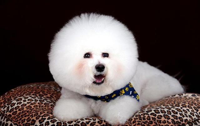 训练比熊用什么东西做奖励,训练比熊狗狗全部技能