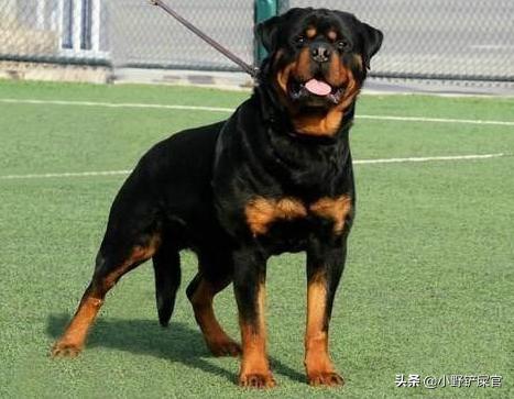 罗威纳护卫犬是哪里的警犬,罗威纳犬适合当警犬军犬