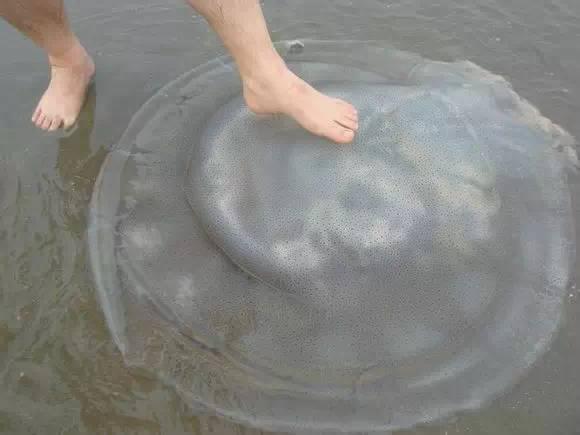 史上最全面的海鲜大咖,史上最全海鲜视频