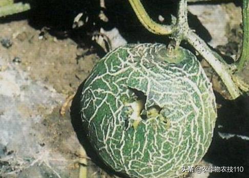 2021年温室大棚甜瓜种植技术,最好的大棚甜瓜种植方法