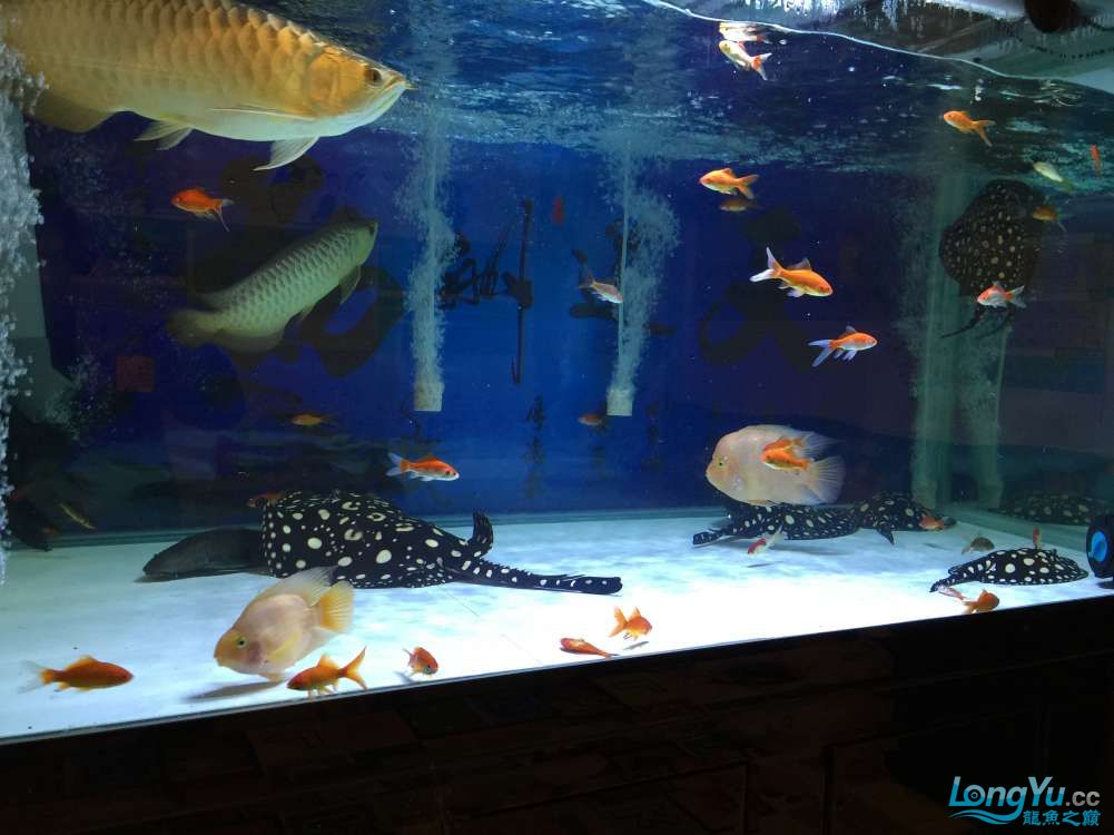 龙鱼混养被打沉缸,龙鱼打架不动了