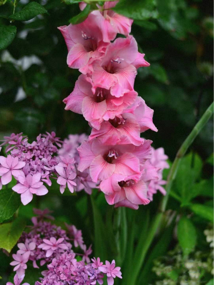 此花耐寒又耐热,此花号称红宝石