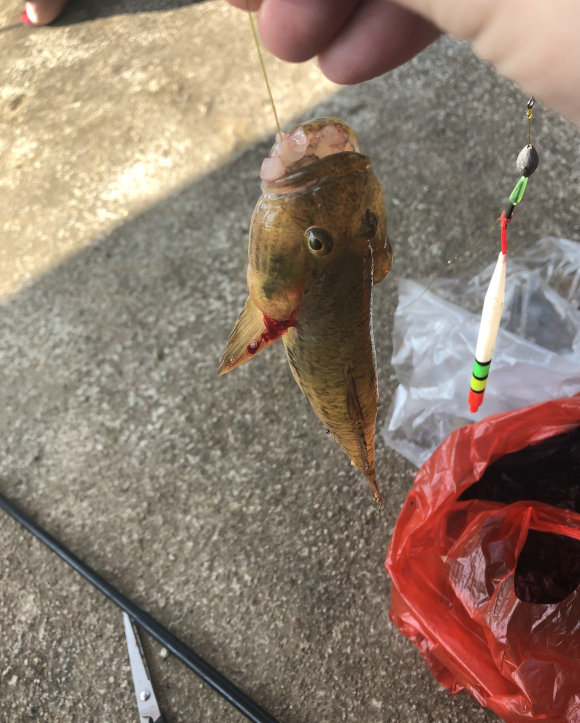 江苏一河沟里出现大量“巨型土憨巴”，其实这是一种海里的沙光鱼