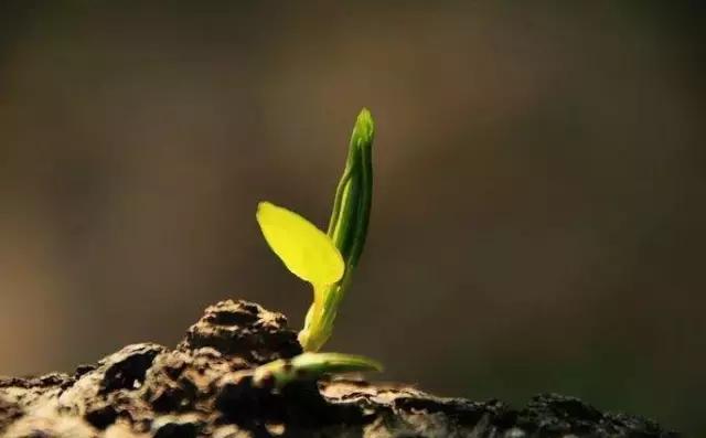 造型极美的盆景一起来欣赏,一组风吹出来的盆景欣赏动感十足