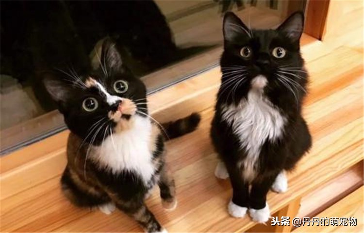 猫咪瘦了是什么原因,猫咪各方面正常但是越来越瘦