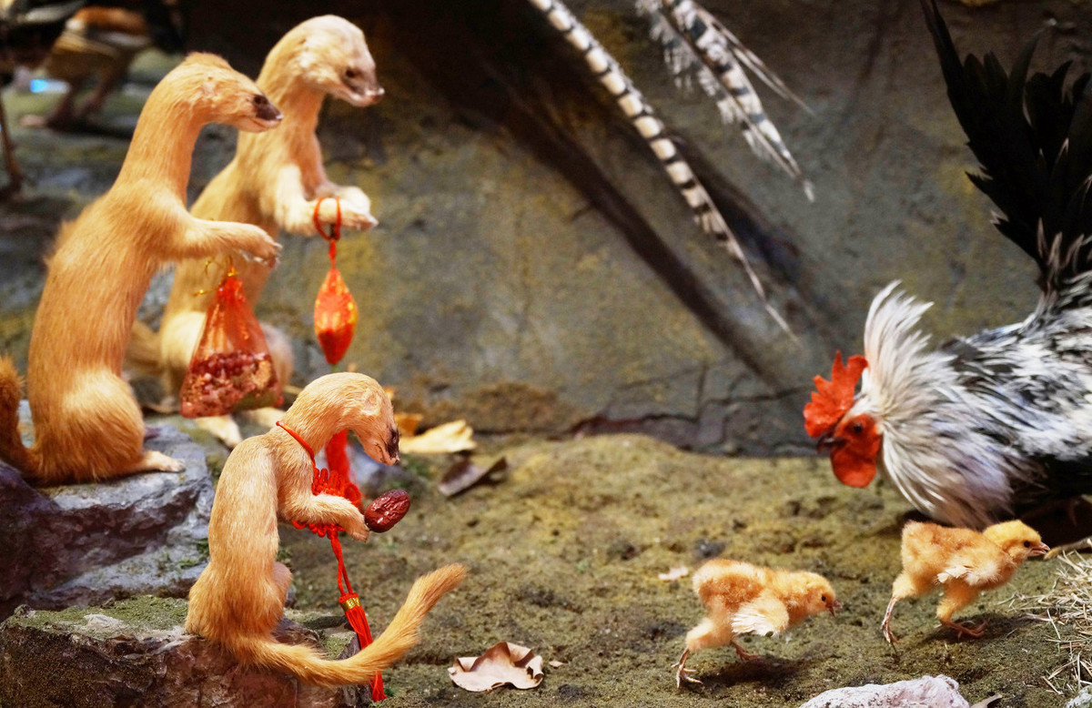 养殖户怎么防止黄鼠狼,黄鼠狼为什么不能大量养殖