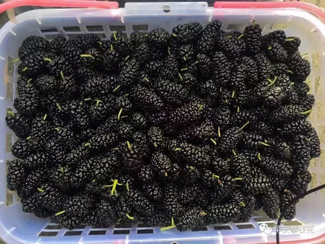 攀枝花哪种水果好吃 (攀枝花两种美味水果)