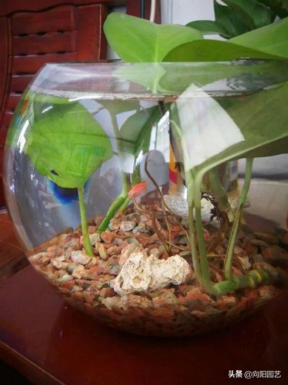 绿萝和什么鱼一起养,什么鱼可以和绿萝一起养不会死