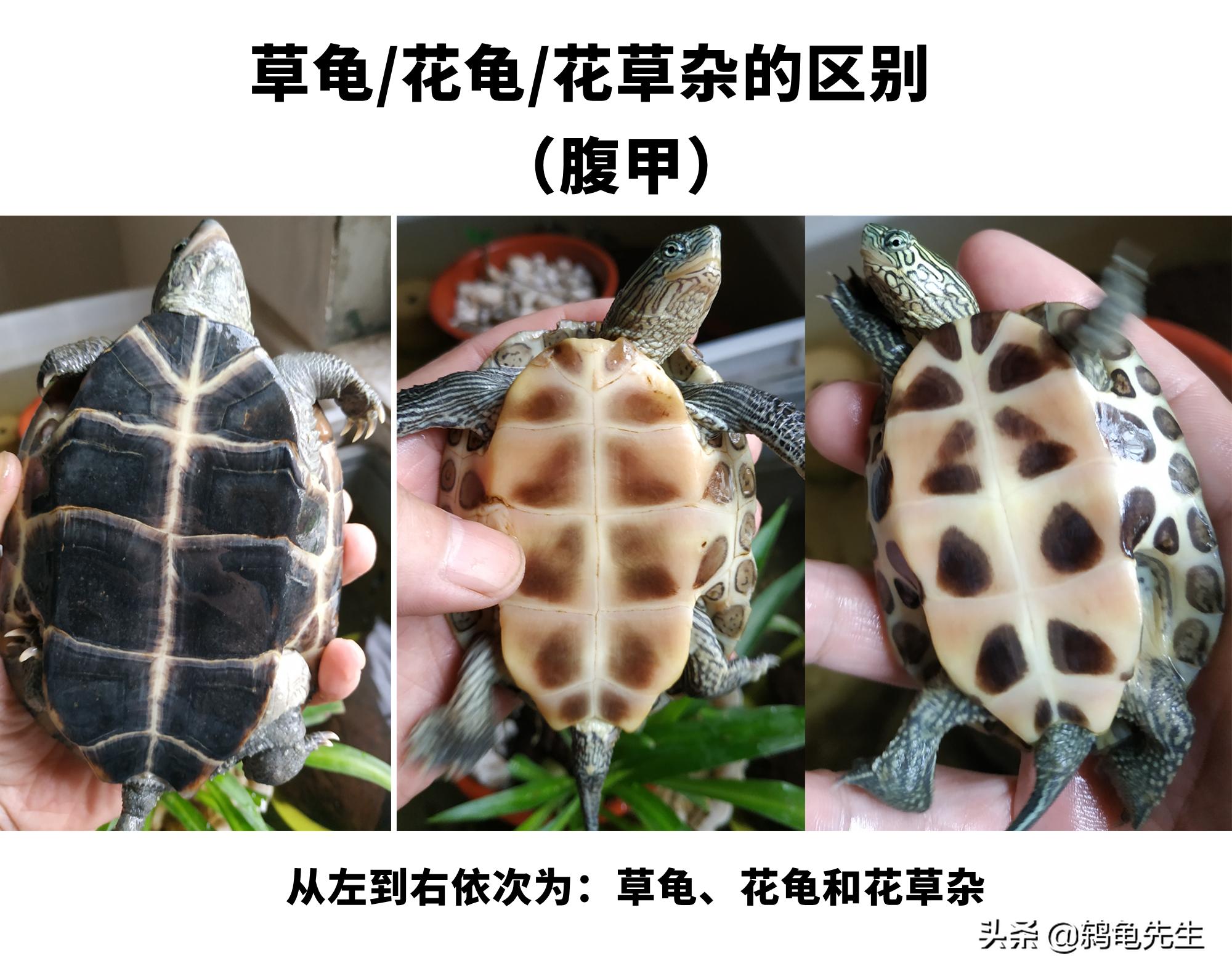 花草杂龟和花龟的区别,乌龟品种大全地图龟和草龟