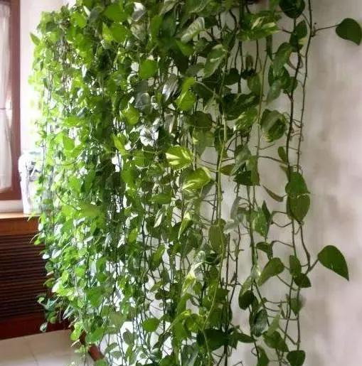 绿萝怎么造型更好看,大绿萝怎么做造型好看