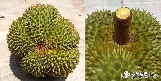 泰国最好的榴莲是什么榴莲,泰国榴莲与越南榴莲