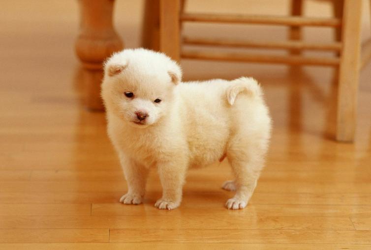 小狗晚上不停哼哼唧唧叫唤怎么办,刚到家的小狗为什么总是喜欢咬人