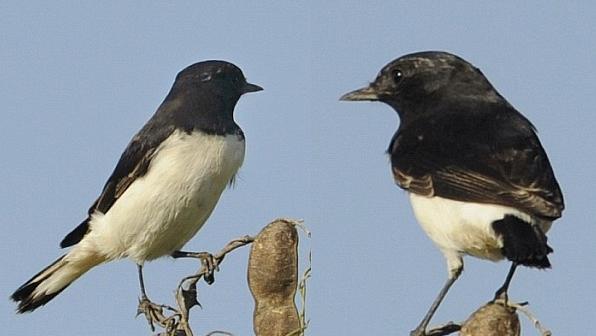广东常见鸟类图谱和名称图文,东江揽胜鸟类
