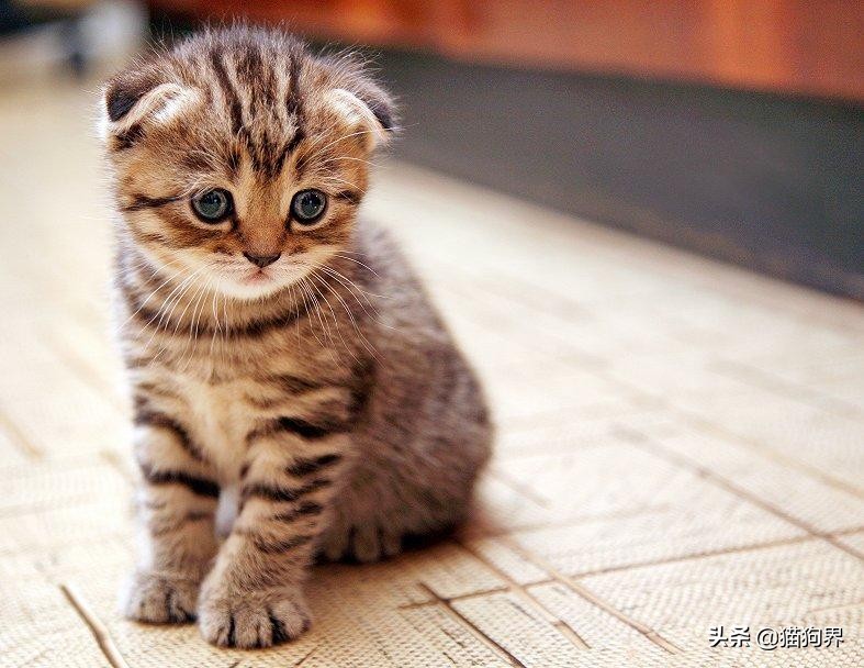 猫咪爱抓东西怎么办,猫咪爱抓鞋子怎么处理