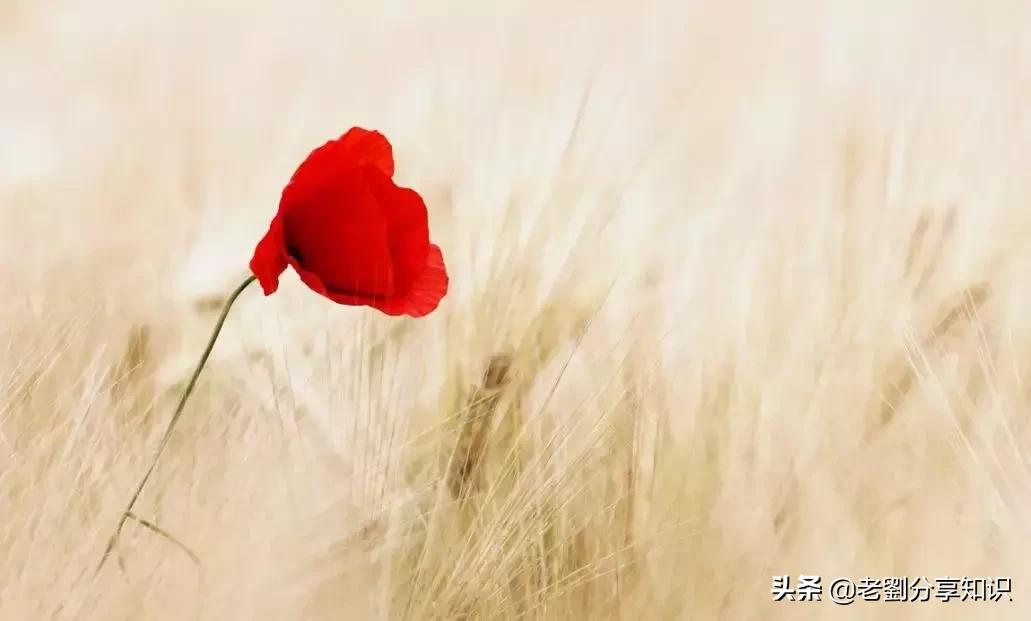 一年级语文造句是必学的吗,一年级语文造句专项训练解说