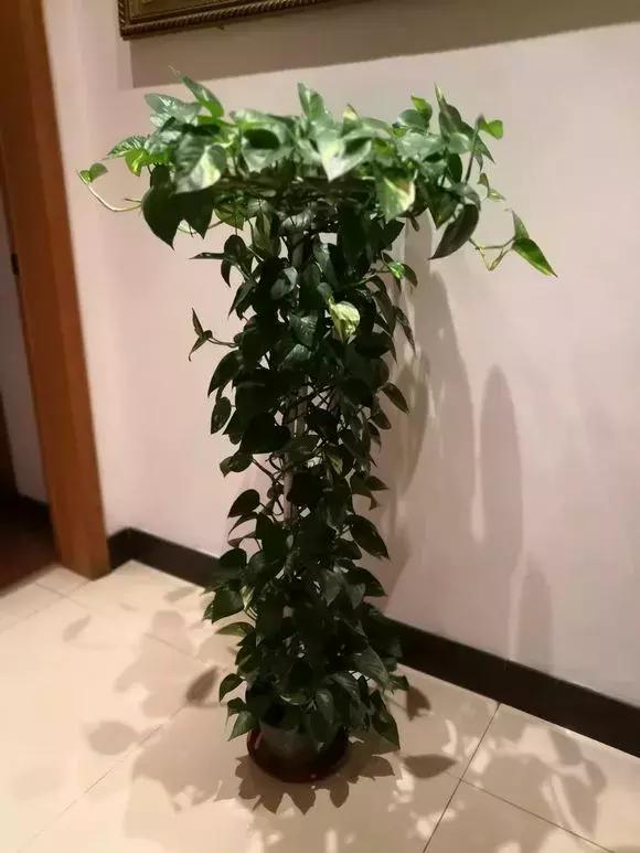 橘子皮切碎了丢瓶里，秒变大肥王，绿萝吃了疯长10米！