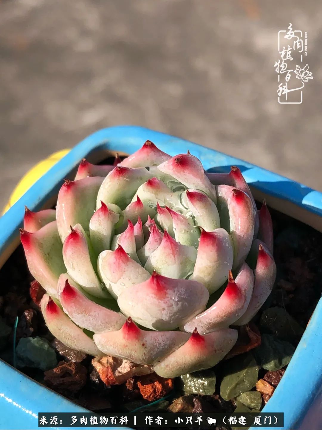 大城小爱:养多肉是个愉快的过程,种下去就有了无尽的期待