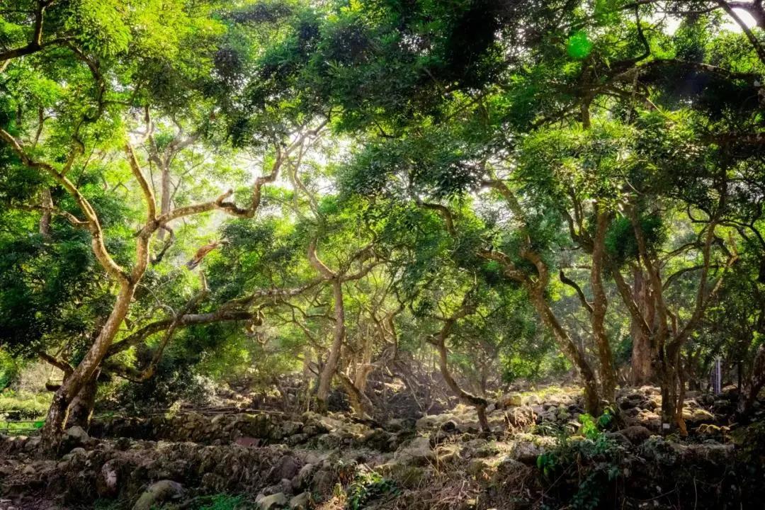 在大山深处幽静绝美的村落,深藏大山中的村落