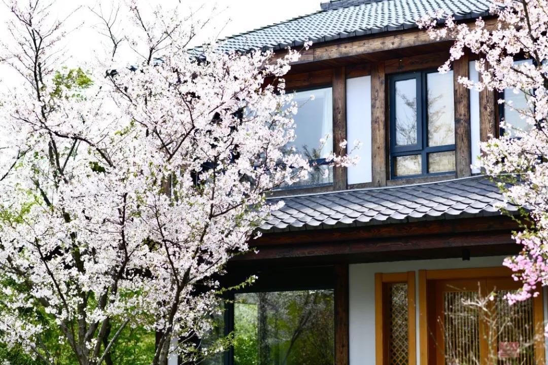 上新｜泡泡屋、树屋、竹苑，刷爆朋友圈的美宿又来了