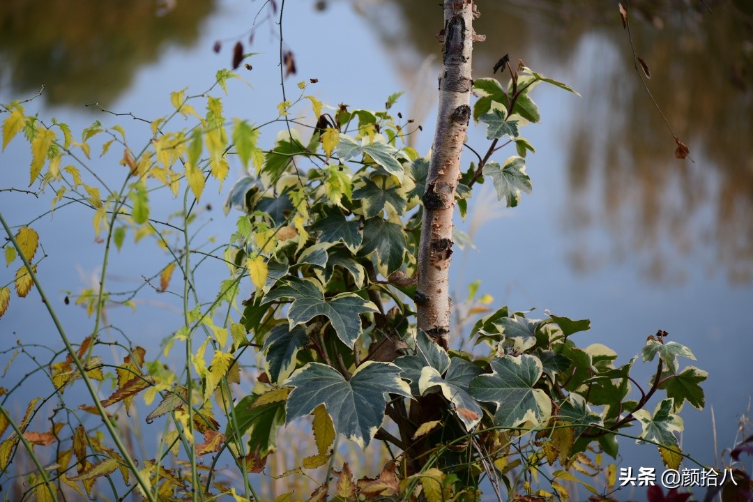 零下9度来袭，花园里的绿色是那么动人|园丁