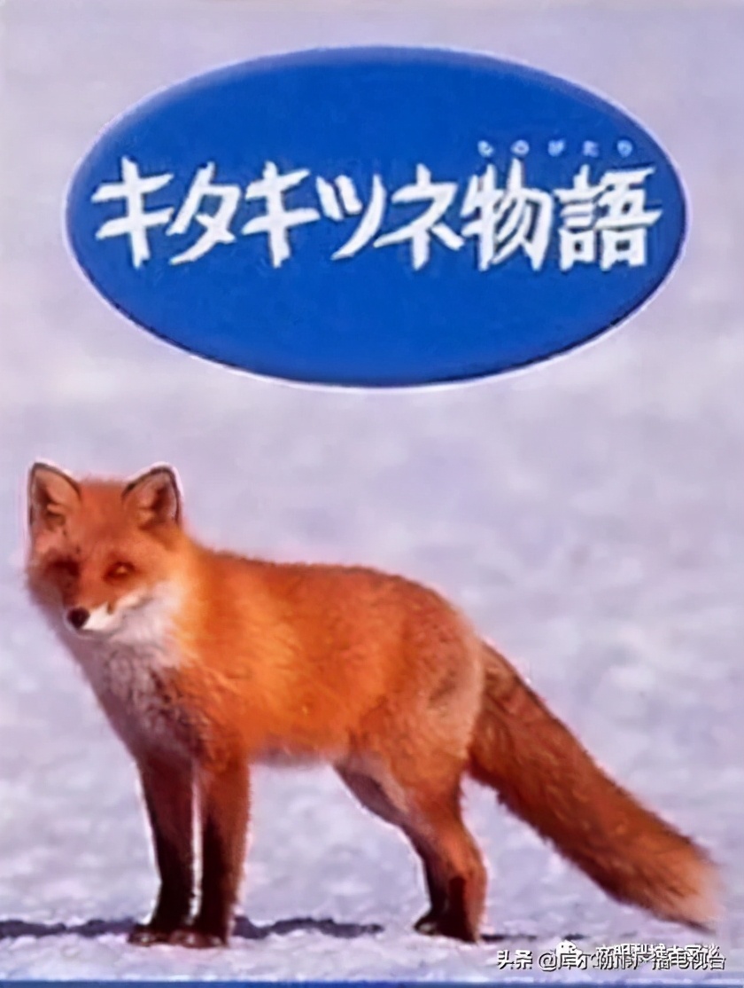 梨城记忆之·一起听过的外国老电影歌曲