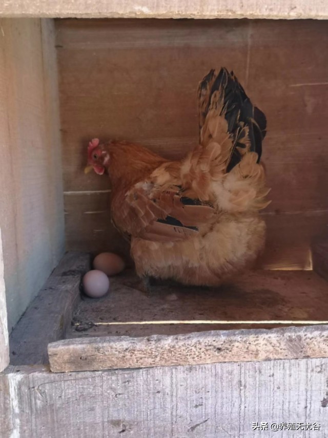 下蛋鸡脱肛是什么原因引起的,鸡生不出鸡蛋脱肛难产怎么办