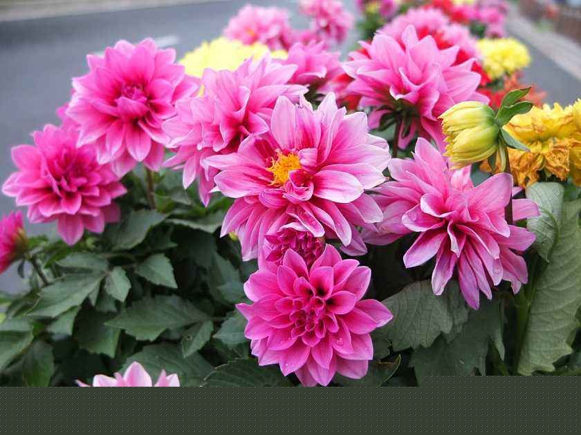 养护大丽花的技巧,小型大丽花怎么养