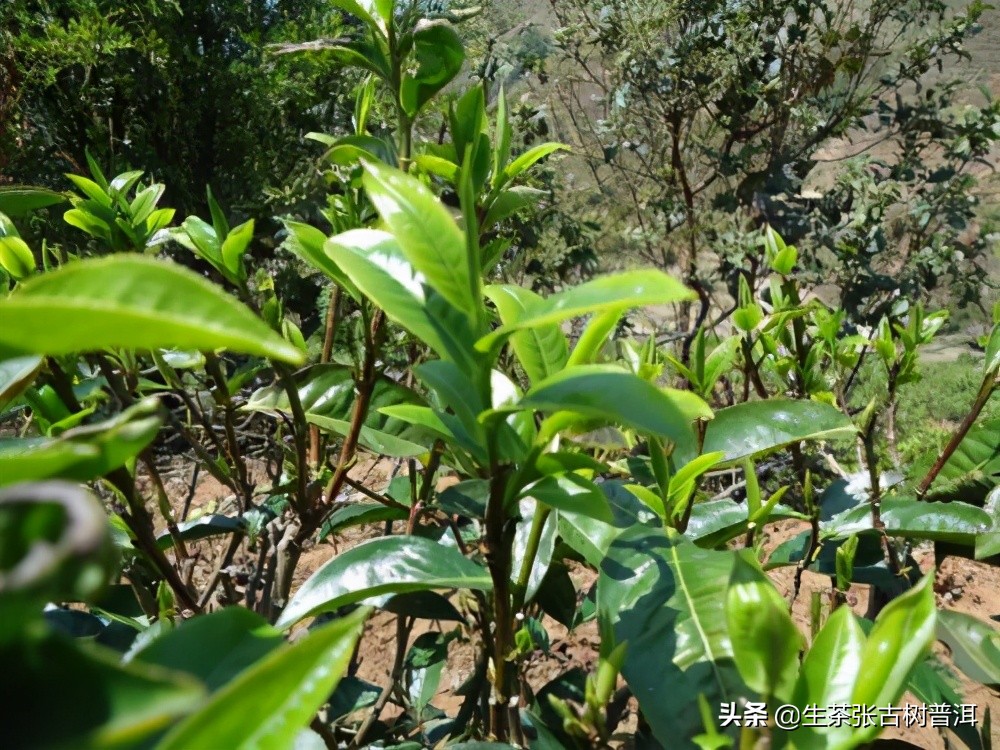 如何快速鉴别普洱茶的新茶和陈茶,如何鉴别普洱的价格