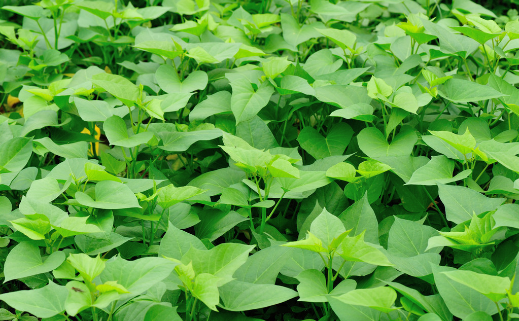 红薯在什么时候栽种最合适,红薯栽种方法与时间