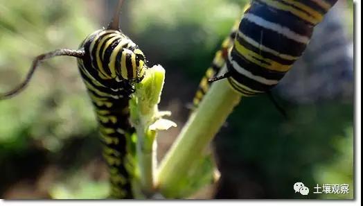 写观察记录什么植物能快速生长,观察植物时该如何观察