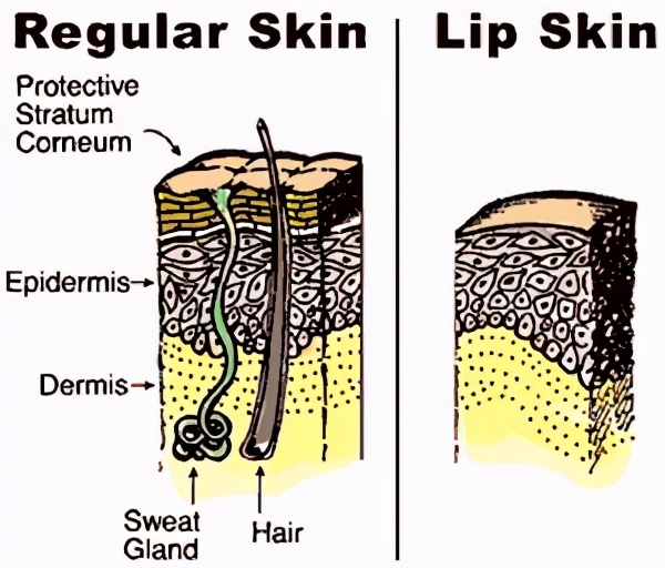 迪奥丰唇蜜成膜吗,迪奥丰唇蜜001