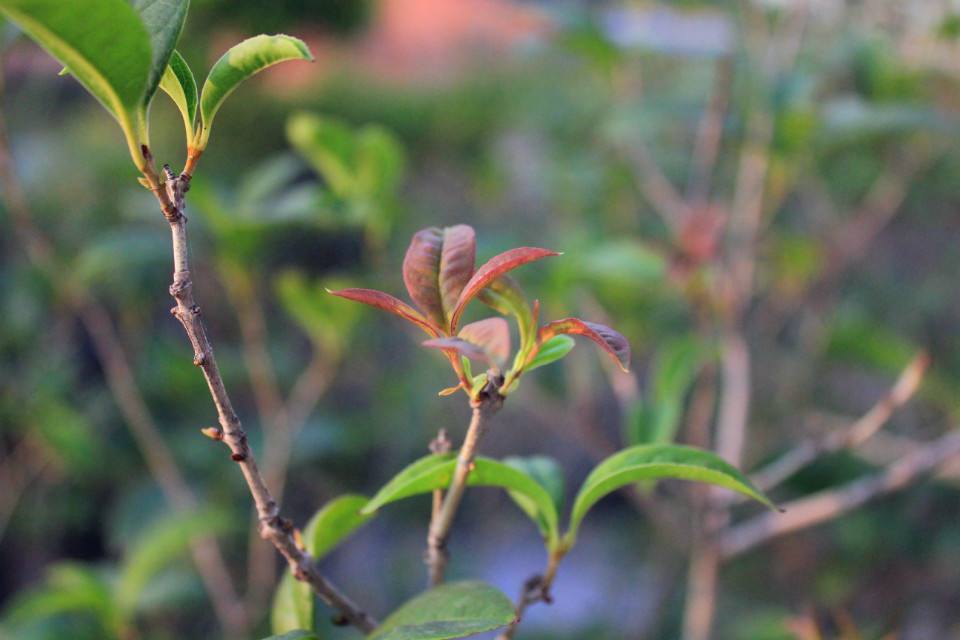 盆栽桂花花芽分化前别做这5件事，否则影响秋天开花