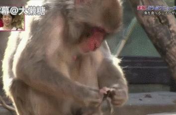 绉冨ご鐚村瓙鍚冮奔,鏃ユ湰鐚村瓙绉冨ご鍚冮潚鑺遍奔