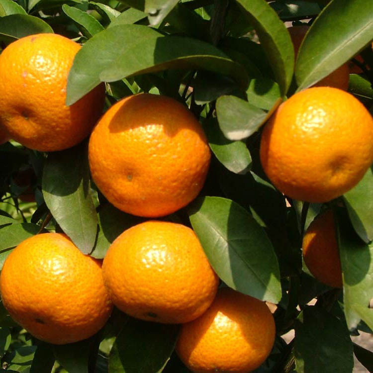 砂糖橘正不正宗,沙糖桔假货都有哪些品种