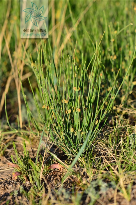 藁本神农本草经,神农本草经葛根原文