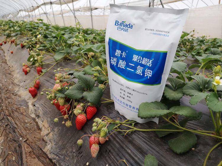 买到假货磷酸二氢钾怎样举报,磷酸二氢钾假货是肥效不够吗