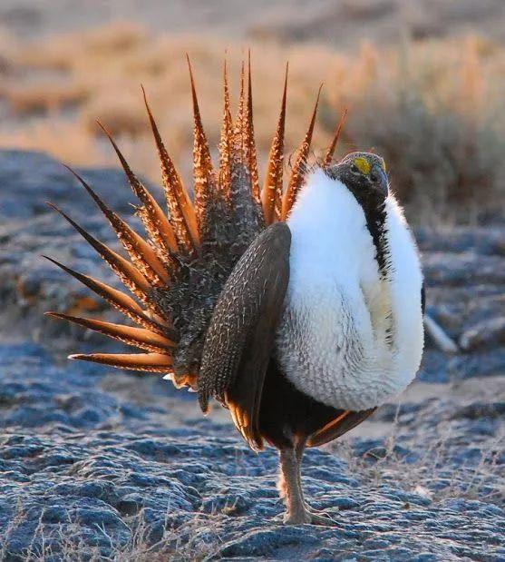 社会犹如一条船,社会就像一个丛林