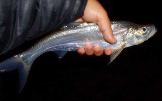 夜钓时遇见哪些恐怖的事情,夜钓怪异的事