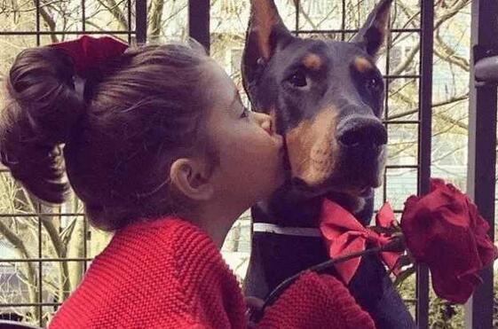 狗狗的寿命最长能活多少年,寿命最长的十种狗狗排行